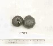 Click for 1 image(s) for this accession. FRUIT